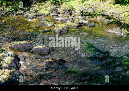 Lachse, die flussaufwärts im Ketchikan Creek in Alaska schwimmen, um zu laichen – eine große Gruppe von chinook-Lachse, die am Ende ihres Lebenszyklus kämpfen Stockfoto