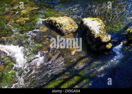 Lachse, die flussaufwärts im Ketchikan Creek in Alaska schwimmen, um zu laichen – eine große Gruppe von chinook-Lachse, die am Ende ihres Lebenszyklus kämpfen Stockfoto
