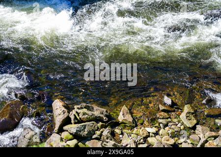 Lachse, die flussaufwärts im Ketchikan Creek in Alaska schwimmen, um zu laichen – eine große Gruppe von chinook-Lachse, die am Ende ihres Lebenszyklus kämpfen Stockfoto