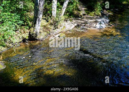 Lachse, die flussaufwärts im Ketchikan Creek in Alaska schwimmen, um zu laichen – eine große Gruppe von chinook-Lachse, die am Ende ihres Lebenszyklus kämpfen Stockfoto