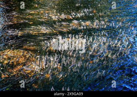 Lachse, die flussaufwärts im Ketchikan Creek in Alaska schwimmen, um zu laichen – eine große Gruppe von chinook-Lachse, die am Ende ihres Lebenszyklus kämpfen Stockfoto