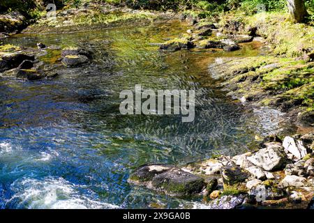 Lachse, die flussaufwärts im Ketchikan Creek in Alaska schwimmen, um zu laichen – eine große Gruppe von chinook-Lachse, die am Ende ihres Lebenszyklus kämpfen Stockfoto