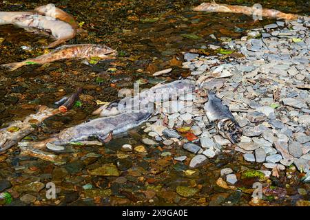 Leiche eines chinook-Lachses, der am Ufer des Ketchikan Creek gestrandet ist. Er starb an Erschöpfung, als er gegen die Strömung schwamm, um dort zu spazieren Stockfoto