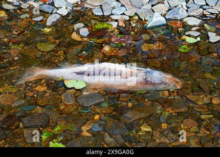 Leiche eines chinook-Lachses, der am Ufer des Ketchikan Creek gestrandet ist. Er starb an Erschöpfung, als er gegen die Strömung schwamm, um dort zu spazieren Stockfoto