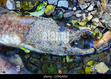 Maden fressen die Leiche eines chinook-Lachses, der am Ufer des Ketchikan Creek gestrandet ist. Er starb an Erschöpfung, als er gegen die Strömung schwamm Stockfoto