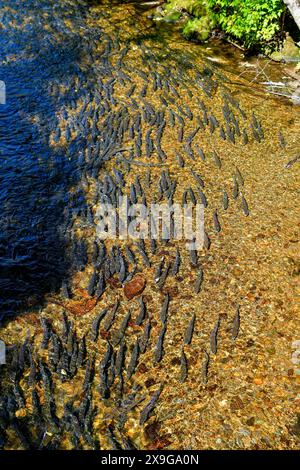 Lachse, die flussaufwärts im Ketchikan Creek in Alaska schwimmen, um zu laichen – eine große Gruppe von chinook-Lachse, die am Ende ihres Lebenszyklus kämpfen Stockfoto