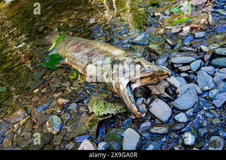 Leiche eines chinook-Lachses, der am Ufer des Ketchikan Creek gestrandet ist. Er starb an Erschöpfung, als er gegen die Strömung schwamm, um dort zu spazieren Stockfoto