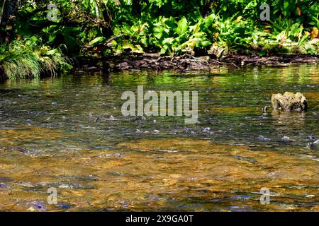 Lachsflossen schwimmen im Ketchikan Creek in Alaska zum Laichen, ragen durch die Oberfläche des flachen Wassers hervor - große Gruppe von Chinoo Stockfoto