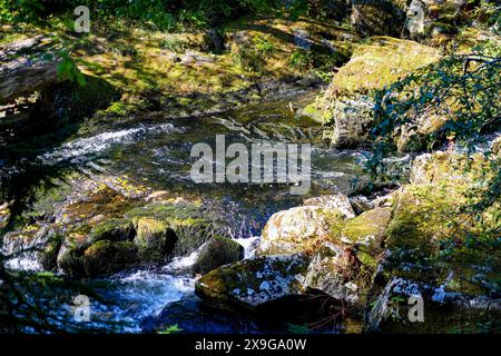 Lachse, die flussaufwärts im Ketchikan Creek in Alaska schwimmen, um zu laichen – eine große Gruppe von chinook-Lachse, die am Ende ihres Lebenszyklus kämpfen Stockfoto