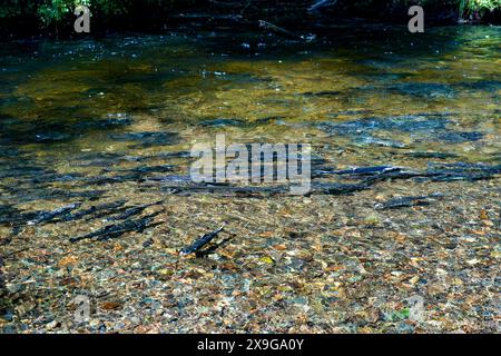 Lachse, die flussaufwärts im Ketchikan Creek in Alaska schwimmen, um zu laichen – eine große Gruppe von chinook-Lachse, die am Ende ihres Lebenszyklus kämpfen Stockfoto