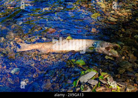 Leiche eines chinook-Lachses, der am Ufer des Ketchikan Creek gestrandet ist. Er starb an Erschöpfung, als er gegen die Strömung schwamm, um dort zu spazieren Stockfoto