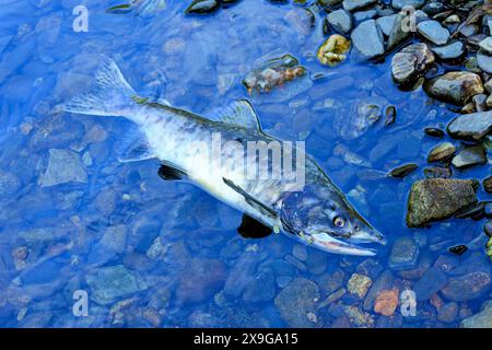 Leiche eines chinook-Lachses, der am Ufer des Ketchikan Creek gestrandet ist. Er starb an Erschöpfung, als er gegen die Strömung schwamm, um dort zu spazieren Stockfoto