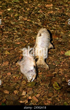 Leiche eines chinook-Lachses, der am Ufer des Ketchikan Creek gestrandet ist. Er starb an Erschöpfung, als er gegen die Strömung schwamm, um dort zu spazieren Stockfoto