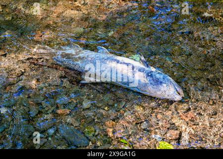 Leiche eines chinook-Lachses, der am Ufer des Ketchikan Creek gestrandet ist. Er starb an Erschöpfung, als er gegen die Strömung schwamm, um dort zu spazieren Stockfoto