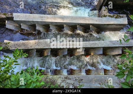 Lachsleiter entlang des Ketchikan Creek gebaut, um Lachse beim Schwimmen flussaufwärts der Stromschnellen zu helfen, um Laichen zu gehen Stockfoto