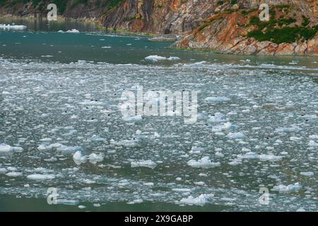 Kolonie von Seehunden auf schwimmenden Eisbergen, die vom South Sawyer Glacier am Ende des Tracy Arm Fjords im Südosten Alaskas, USA, entfernt sind Stockfoto