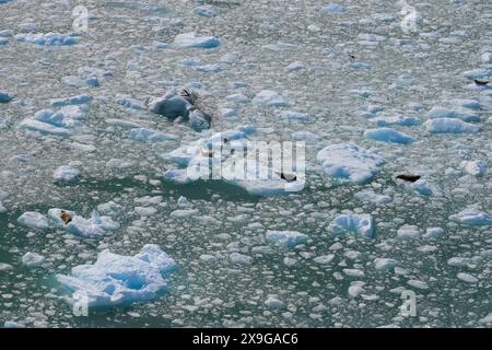 Kolonie von Seehunden auf schwimmenden Eisbergen, die vom South Sawyer Glacier am Ende des Tracy Arm Fjords im Südosten Alaskas, USA, entfernt sind Stockfoto