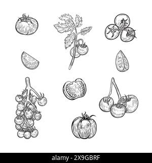 Sammlung von Illustrationen für Strichzeichnungen von Tomaten. Stock Vektor