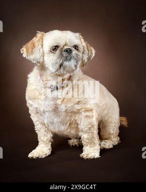 Vertikale Aufnahme eines goldenen Shih-Tzus auf braunem, schwarzem Hintergrund. Stockfoto