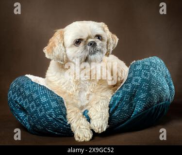Horizontale Aufnahme eines niedlichen goldenen Shih-Tzu, der auf einem blauen Bett auf braunem Hintergrund liegt. Stockfoto