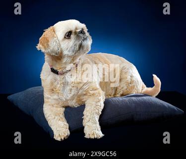 Horizontale Aufnahme eines entspannten goldenen Shih-Tzu, der auf einem blauen Kissen auf blauem Hintergrund liegt. Stockfoto