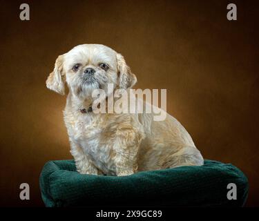 Horizontales formales Porträt eines goldenen Shih zhu auf braunem Hintergrund und sitzend in einem blau/türkisfarbenen Bett. Stockfoto