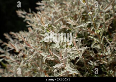 Salix Integra Hakuro Nishiki Stockfoto