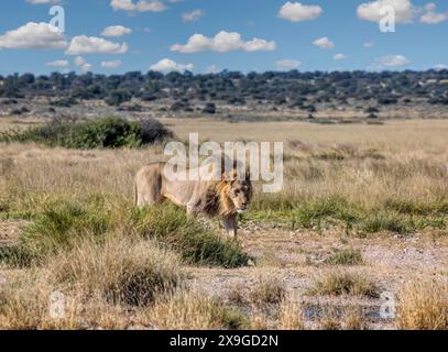 Männlicher Löwe im Gras der Savanne, Okavango-Delta-afrikanischer Busch hinten Stockfoto