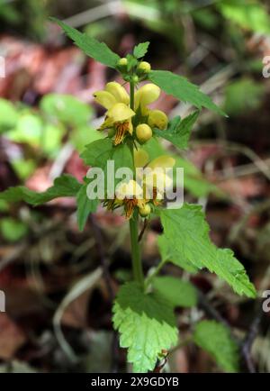 Gelber Erzengel, Lamium galeobdolon, (Galeobdolon luteum), Lamiaceae. Aston Clinton, Buckinghamshire, Großbritannien. Stockfoto