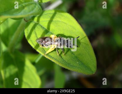 Große Scherenbiene oder Sleepy Carpenter Bee, Chelostoma florisomne, Megachilidae, Hymenoptera, Insecta. Stockfoto