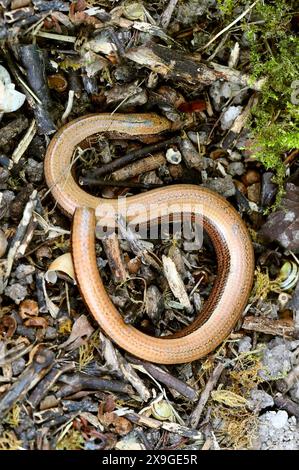 Langsam Wurm auch bekannt als Slow-Wurm, Slowworm, Blindworm oder blinde Wurm, geschiedenen Fragilis Anguidae, Echse, Reptil. Stockfoto