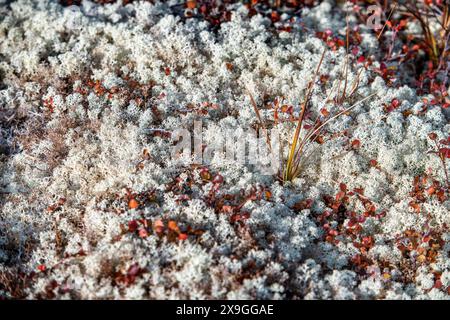 Rentierflechte (Cladonia rangiferina) auf der Tundra in Qaqortoq, ehemals Julianehåb, Grönland Stockfoto