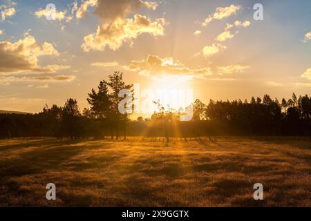 Ein wunderschöner Sonnenuntergang strahlt einen goldenen Glanz über einer Farm in Villarrica in der Region Araucania, Chile. Das warme Licht beleuchtet das Gras und die Bäume Stockfoto