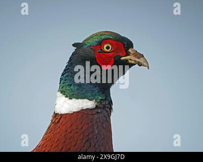 Skurriles Profilportrait des männlichen Fasans (Phasianus colchicus) vor dem klaren blauen Winterhimmel Cumbria, England, Großbritannien Stockfoto