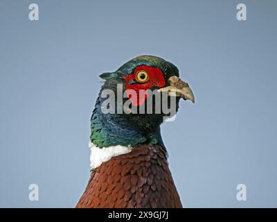 Skurriles Profilportrait des männlichen Fasans (Phasianus colchicus) vor dem klaren blauen Winterhimmel Cumbria, England, Großbritannien Stockfoto