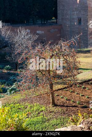 Persimmonbaum mit roten Früchten an den Zweigen in Granada, Spanien. Stockfoto