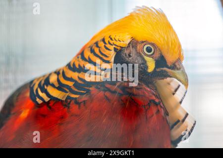 Der in Westchina heimische Goldene Fasan zeigt ein lebendiges Gefieder und ein markantes Wappen. Dieses Foto fängt seine farbenfrohe Präsenz in einem dichten Vordergrund ein Stockfoto