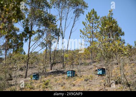 Mehrere hausgemachte blaue Bienenstöcke im Wald von Madagaskar für Wildbienen. Stockfoto