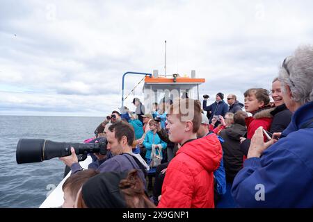 An Bord einer Papageientaucher-Bootstour von einem Spaziergang in Northumberland nach Coquet Island, wo Tausende von Papageientauchern, Robben und seltenen Seeschwalben leben Stockfoto