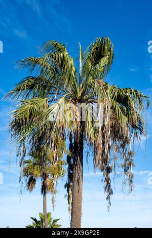 Palmenallee im Luxusresort in Costa Calma, Insel Fuerteventura, Kanarischen Inseln, Reiseziel in Spanien Stockfoto