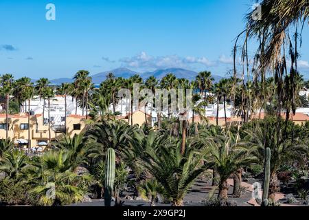 Palmenallee im Luxusresort in Costa Calma, Insel Fuerteventura, Kanarischen Inseln, Reiseziel in Spanien Stockfoto