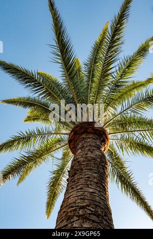 Palm phoenix canariensis Baum wächst auf Fuerteventura Insel, Kanarischen Inseln, Reiseziel in Spanien, blauer Himmel Stockfoto