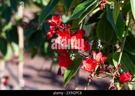 Rote Blüten von Jatropha blühenden Pflanzen in der Familie der Spurge, Euphorbiaceae, Blüte der roten Blüten Stockfoto