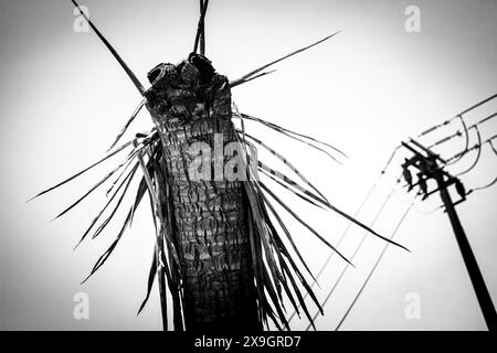 Die tote Palme sieht aus wie ein Monster Stockfoto