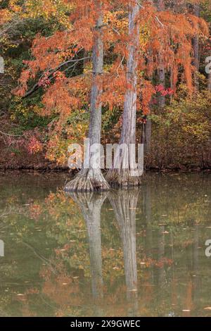 Kahle Zypressen (Taxodium distichum) im Herbst, Trap Pond State Park, Delaware Stockfoto