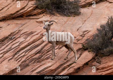 Dickhornschafe am Sandsteinvorsprung, Zion National Park, Utah Stockfoto