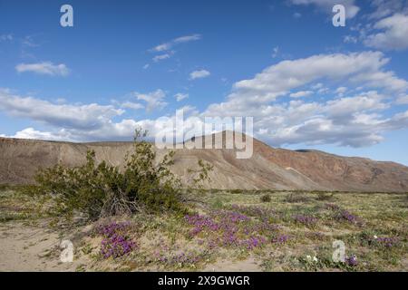 Blühende Wüstensand Verbena (Abronia villosa) Wildblumen und Kreosotbusch im Frühling, Anza-Borrego Desert State Park, Kalifornien Stockfoto