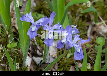 Blühende Zwerghaubeniris (Iris cristata) im Frühjahr, Great Smoky Mountains National Park, Tennessee Stockfoto