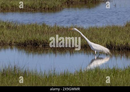 Reiher (Ardea alba), der seinen Hals in den Gezeiten spannt, Assateague Island National Seashore, Maryland Stockfoto