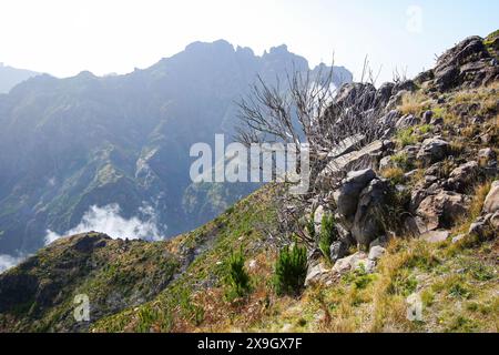 Dead urze („Erica“) Baum an den trockenen Hängen des Pico Ruivo, dem höchsten Gipfel der Insel Madeira, Portugal - Heidepflanze, die auf Madeira endemisch ist Stockfoto